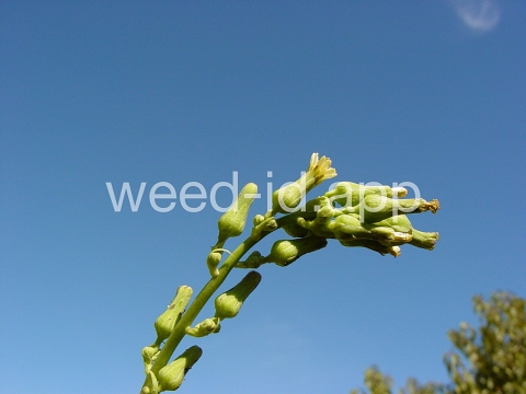 lettuce, biennial